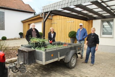 Narzissen 2018