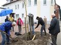 Pflanzen des Dorfbaums (4)