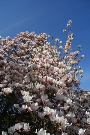Die Magnolie