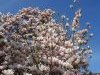 Magnolienfest 2017
