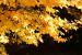 Susann Selbach - Herbstlaub im November 