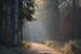 Marita Schulenburg - Waldweg 